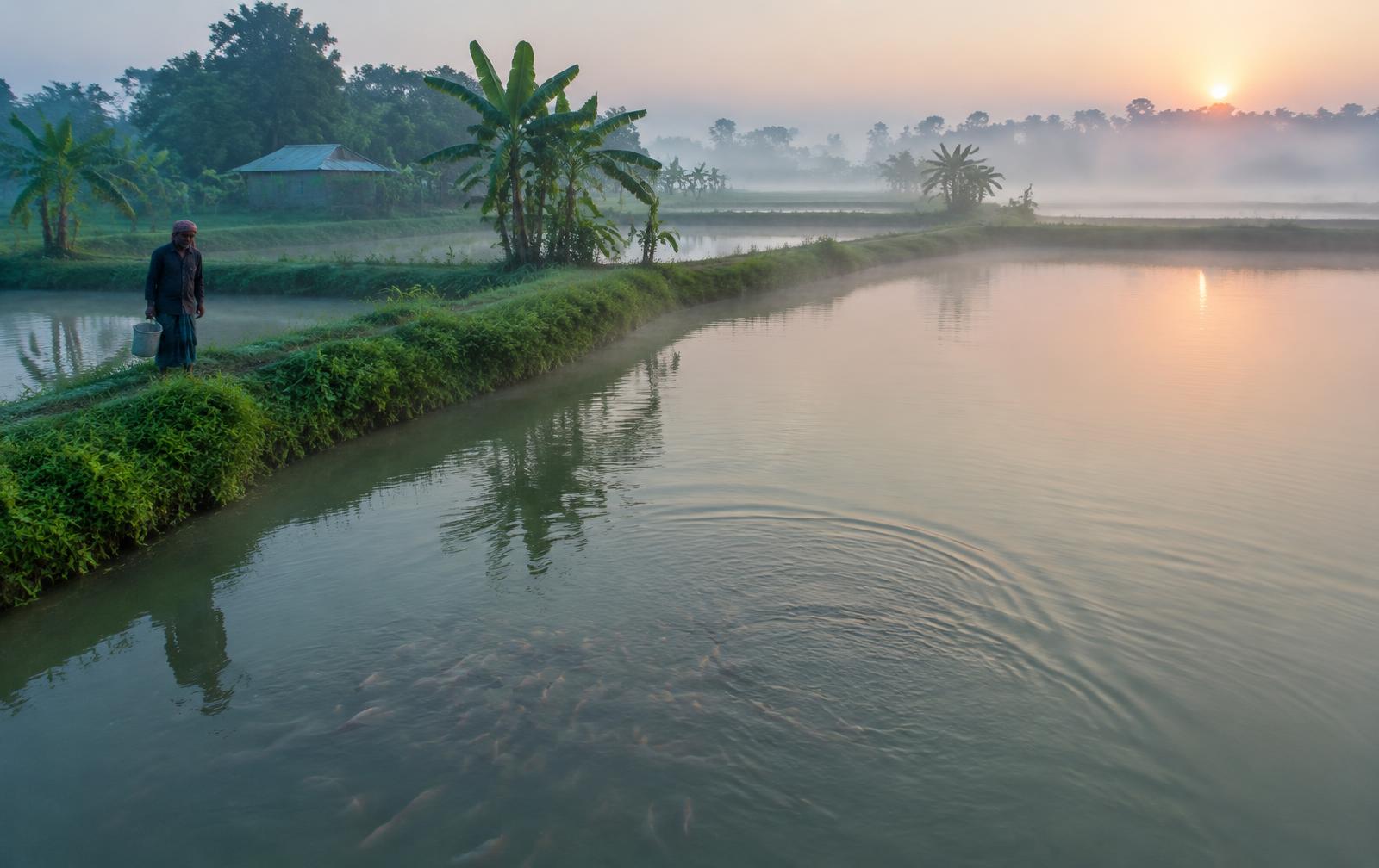Freshwater fish ponds in rural Bangladesh at sunrise